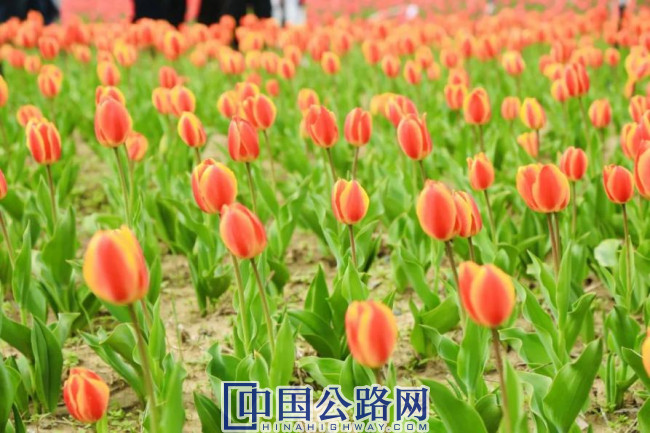 纵贯S21阿乌高速黄金旅游通道 ——邀您体验大漠风光与便捷旅途
